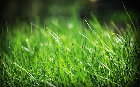 Free Green Grass Background Photos .